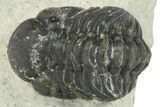 Bargain, Austerops Trilobite - Ofaten, Morocco #287281-2